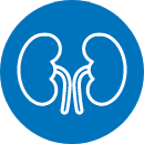 kidneys icon