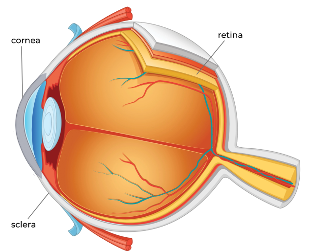 diagram of eye and parts
