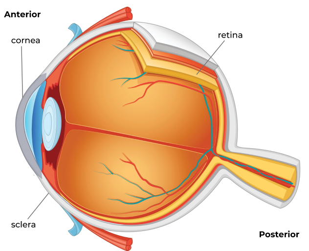 diagram of eye